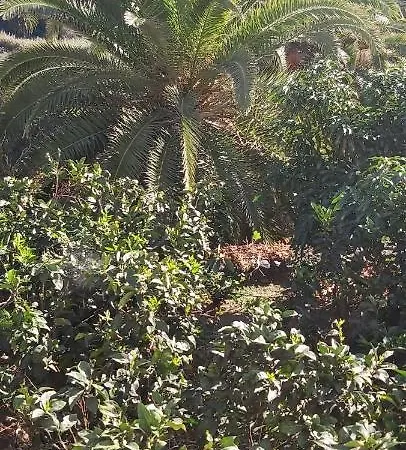 Correhuela Hermigua